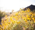wild flowers
